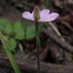 Caladenia carnea at Bruce, ACT - 16 Oct 2021