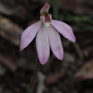 Caladenia carnea at Bruce, ACT - 16 Oct 2021