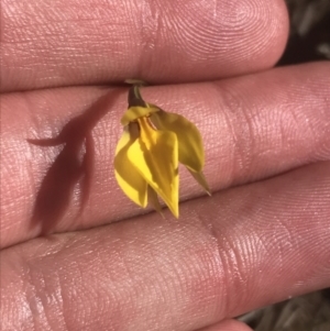 Diuris subalpina at Mount Clear, ACT - suppressed
