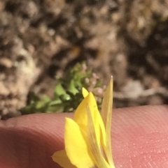 Diuris subalpina at Mount Clear, ACT - suppressed