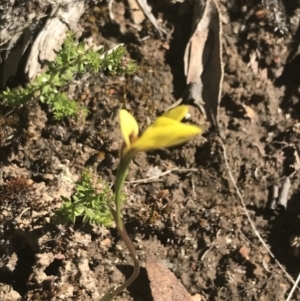 Diuris subalpina at Mount Clear, ACT - 17 Oct 2021