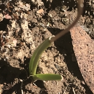 Diuris subalpina at Mount Clear, ACT - suppressed