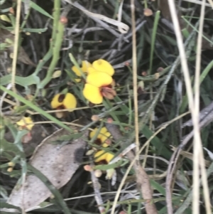 Bossiaea riparia at Mount Clear, ACT - 17 Oct 2021 03:41 PM