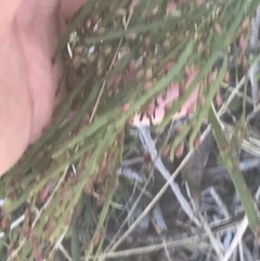 Bossiaea riparia at Mount Clear, ACT - 17 Oct 2021 03:41 PM