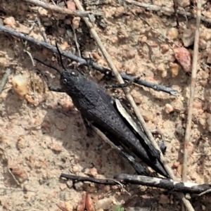 Cirphula pyrrhocnemis at Tennent, ACT - 18 Oct 2021 02:56 PM