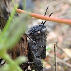 Cirphula pyrrhocnemis at Tennent, ACT - 18 Oct 2021 02:56 PM