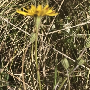 Leontodon saxatilis at Mount Clear, ACT - 17 Oct 2021