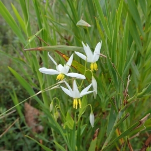 Stypandra glauca at Tennent, ACT - 18 Oct 2021