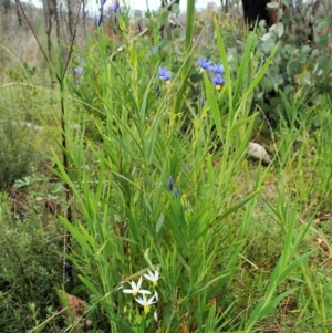 Stypandra glauca at Tennent, ACT - 18 Oct 2021