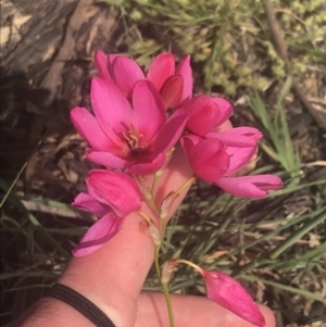 Ixia sp. at Garran, ACT - 18 Oct 2021