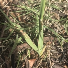 Ixia sp. at Garran, ACT - 18 Oct 2021