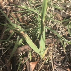 Ixia sp. at Garran, ACT - 18 Oct 2021