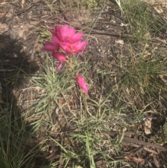 Ixia sp. at Garran, ACT - 18 Oct 2021