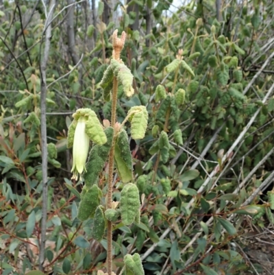 Correa reflexa var. reflexa (Common Correa, Native Fuchsia) at Tennent, ACT - 18 Oct 2021 by CathB