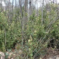 Correa reflexa var. reflexa at Tennent, ACT - 18 Oct 2021