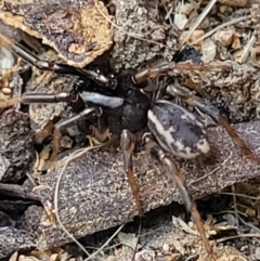 Zodariidae (family) at Holt, ACT - 22 Oct 2021 by trevorpreston