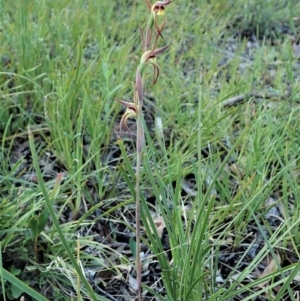 Lyperanthus suaveolens at Aranda, ACT - suppressed