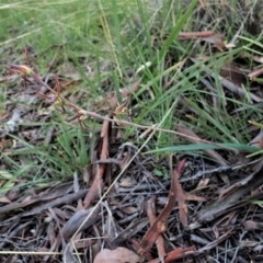 Lyperanthus suaveolens at Aranda, ACT - suppressed