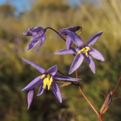 Stypandra glauca (Nodding Blue Lily) at Tuggeranong Hill - 22 Sep 2021 by michaelb