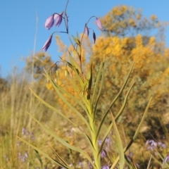 Stypandra glauca at Theodore, ACT - 22 Sep 2021