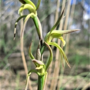 Lyperanthus suaveolens at Aranda, ACT - suppressed