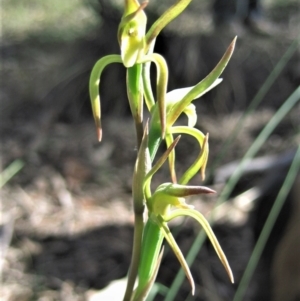 Lyperanthus suaveolens at Aranda, ACT - suppressed