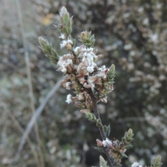 Leucopogon attenuatus (Small-leaved Beard Heath) at Theodore, ACT - 22 Sep 2021 by michaelb