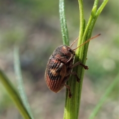 Cadmus (Cadmus) crucicollis (Leaf beetle) at Aranda, ACT - 16 Oct 2021 by CathB