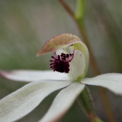 Caladenia cucullata (Lemon Caps) at Bruce, ACT - 16 Oct 2021 by CathB