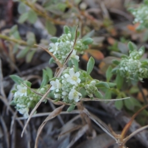 Poranthera microphylla at Theodore, ACT - 22 Sep 2021 05:32 PM