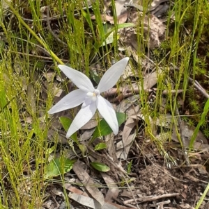 Glossodia major at Point 455 - suppressed