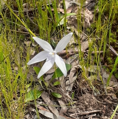 Glossodia major (Wax Lip Orchid) at Bruce Ridge to Gossan Hill - 22 Oct 2021 by RosieTracie