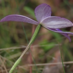 Glossodia major (Wax Lip Orchid) at Bruce, ACT - 16 Oct 2021 by AndyRoo