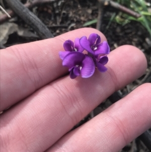 Swainsona sericea at Red Hill, ACT - 18 Oct 2021