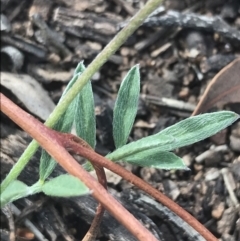 Swainsona sericea at Red Hill, ACT - 18 Oct 2021