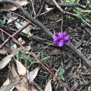 Swainsona sericea at Red Hill, ACT - 18 Oct 2021