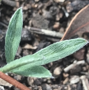 Swainsona sericea at Red Hill, ACT - 18 Oct 2021