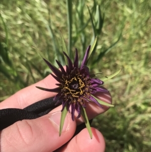 Tragopogon porrifolius subsp. porrifolius at Garran, ACT - 19 Oct 2021