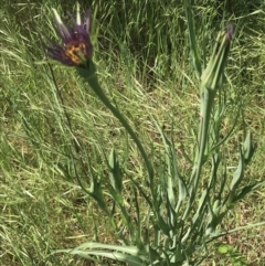 Tragopogon porrifolius subsp. porrifolius at Garran, ACT - 19 Oct 2021