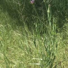 Tragopogon porrifolius subsp. porrifolius at Garran, ACT - 19 Oct 2021