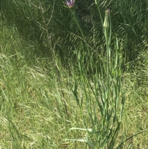 Tragopogon porrifolius subsp. porrifolius at Garran, ACT - 19 Oct 2021