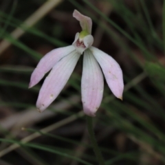 Caladenia carnea (Pink Fingers) at Bruce Ridge to Gossan Hill - 16 Oct 2021 by AndyRoo