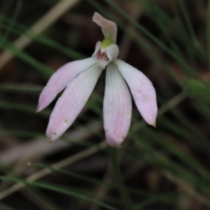 Caladenia carnea at Bruce, ACT - suppressed