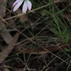 Caladenia carnea at Bruce, ACT - 16 Oct 2021