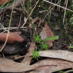 Caladenia carnea at Bruce, ACT - suppressed