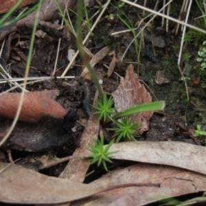 Caladenia carnea at Bruce, ACT - suppressed