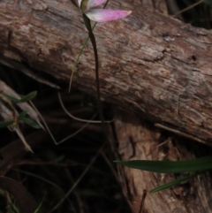 Caladenia carnea at Bruce, ACT - suppressed