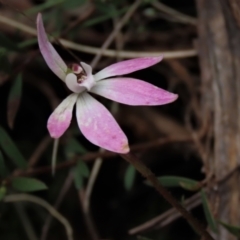 Caladenia carnea at Bruce, ACT - 16 Oct 2021