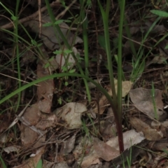 Diuris nigromontana at Bruce, ACT - 16 Oct 2021