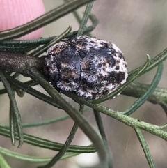 Trachymela sp. (genus) at Garran, ACT - 20 Oct 2021